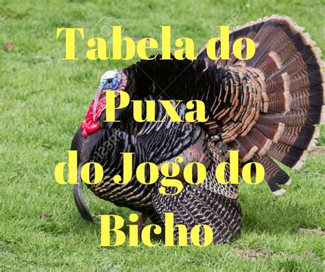 galo puxa no jogo do bicho - puxada do leão jogo bicho